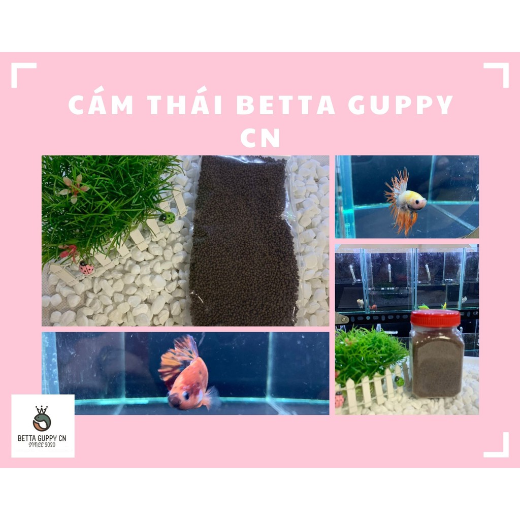 CÁM THÁI 3/5, 2/3  cho cá cảnh (betta, guppy.....)