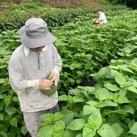 Nguyên gói 1500 HẠT GIỐNG LÁ MÈ HÀN QUỐC_ Nảy 99%, lá to lâu trổ bông