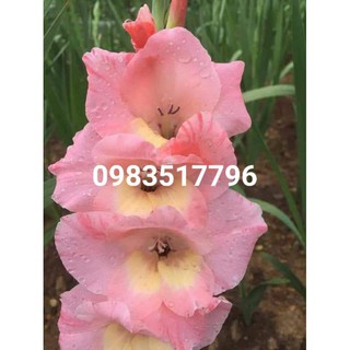 hạt giống củ hoa lay ơn nhiều màu