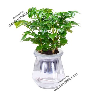 Cây hạnh phúc khóm thủy sinh - Cây nội thất văn phòng