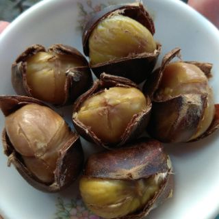 [FREESHIP 99K TOÀN QUỐC] Hạt dẻ nở hoa.