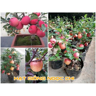 Hạt Giống Cây Táo Lùn Đỏ - 5 Hạt