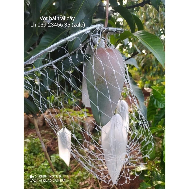 VỢT HÁI TRÁI CÂY HÁI LUÔN CUỐN TRÁI 20*30