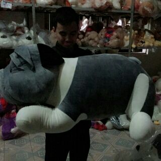 Gấu chó 1m1