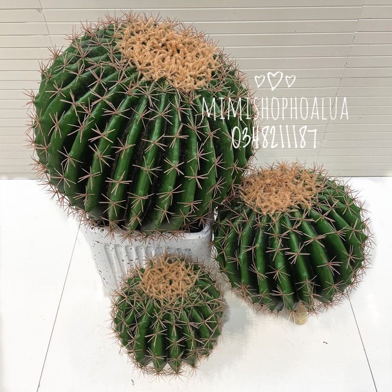 Cây Giả - Cây Xương Rồng giả trang trí nhà cửa - size lớn 22-28 cm.