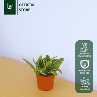 Cây Lưỡi Hổ Thái