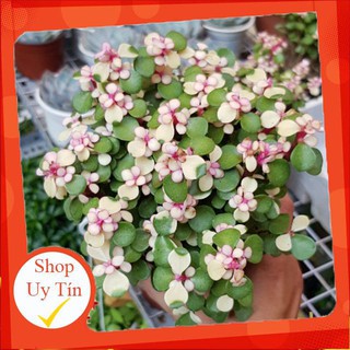 Sen đá dola màu chậu lớn🍏 |FREESHIP| 🔥 XỨ NÓNG, ĐÃ THUẦN KHÍ HẬU, KHOẺ ĐẸP 🍏 LỖI 1 ĐỔI 1