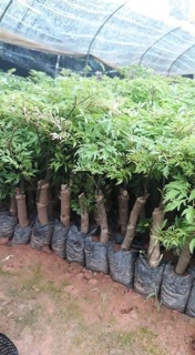COMBO 20 cây tặng 2 CÂY ĐINH LĂNG