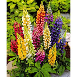 hạt giống hoa ĐẬU LUPIN nhiều màu dễ trồng