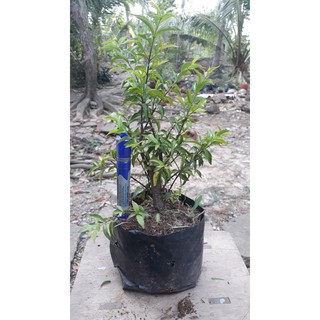 10 cây mai chiếu thủy