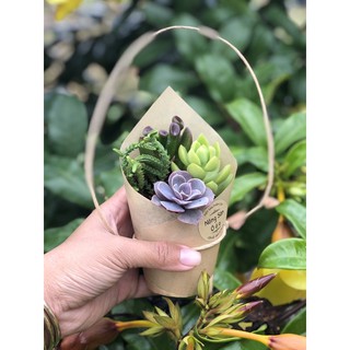 Sen đá combo 10 cây mini đủ loại