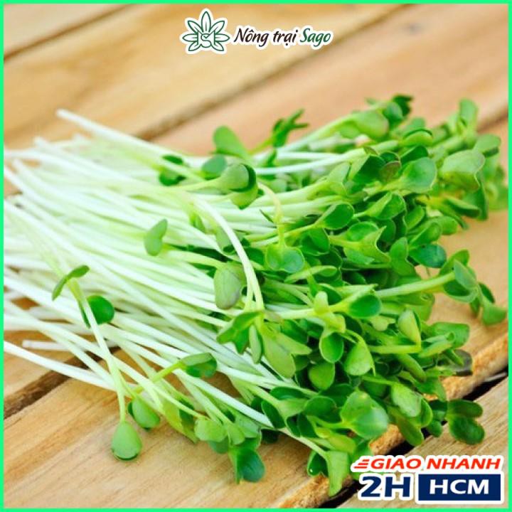 Hạt giống Rau Mầm Củ Cải Trắng Dễ Trồng - Thu Hoạch Nhanh