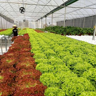 Hạt Giống Xà Lách Rocket (Cải Rocket Cao Sản) 2gr