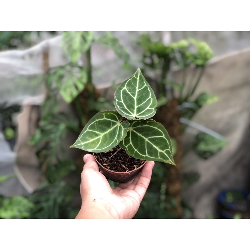 Cây tai voi Anthurium crystallinum
