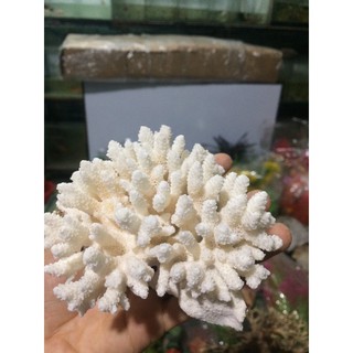 San hô trang trí bể cá mới