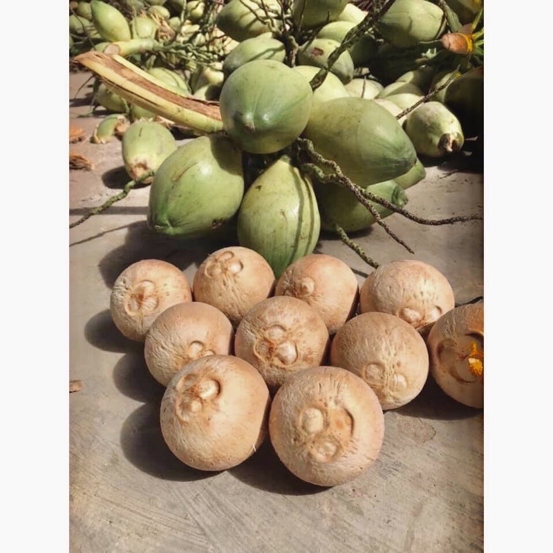 Dừa xiêm Bến Tre dừa trọc 500-700g