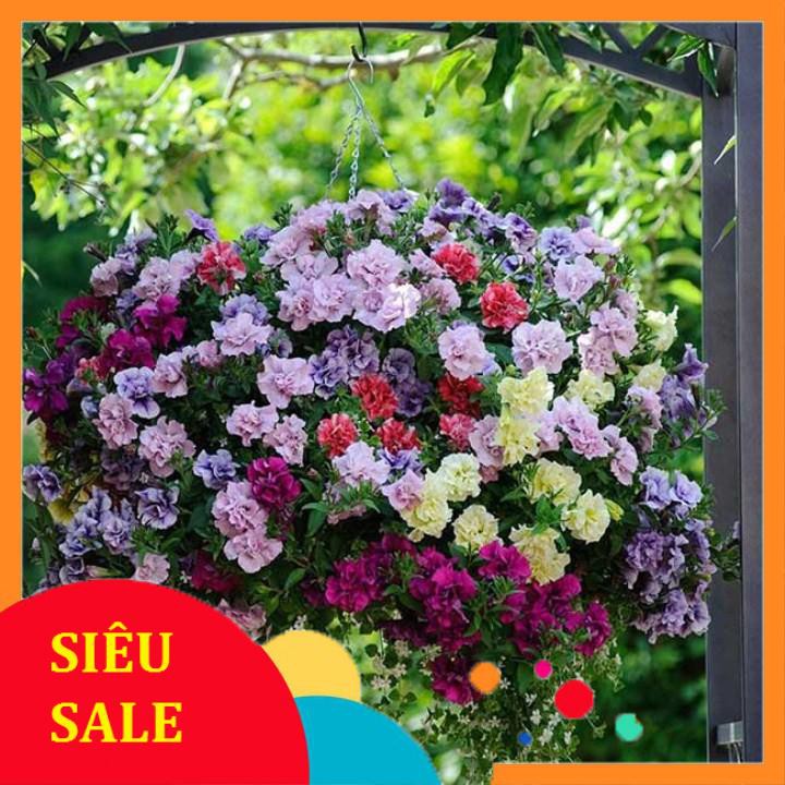 Hạt giống dạ yến thảo kép nhiều màu 100 hạt  TẾT KHUYẾN MẠI