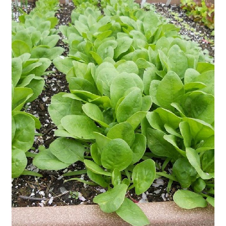Hạt Giống Rau Cải Bó Xôi Chịu Nhiệt - 1 gói 20gram