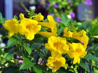Cây hoàng yến (huỳnh liên)