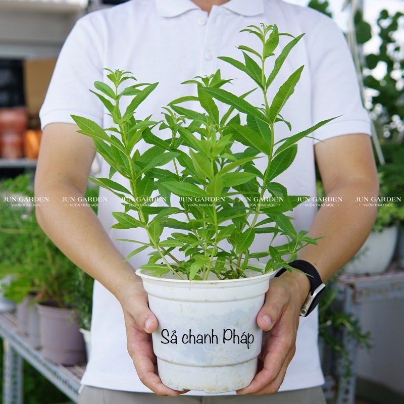 Cây giống Sả Chanh Pháp (Mã tiên thảo, cỏ roi ngựa, Verveine Odorante) cây đuổi muỗi tốt mùi chanh sả - Jun Garden