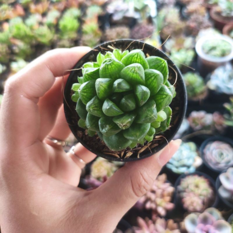 Sen đá ngọc tròn Full Size đã thuần khí hậu, sen đá vỉ size mini để bàn, Siêu khỏe, trang trí decor phòng