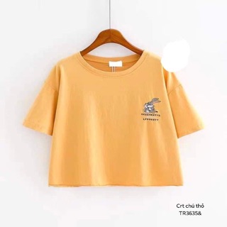 Áo crt chú thỏ