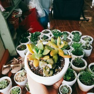 Combo 2 chậu xương rồng