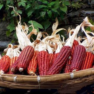 Hạt giống ngô đỏ sokoki