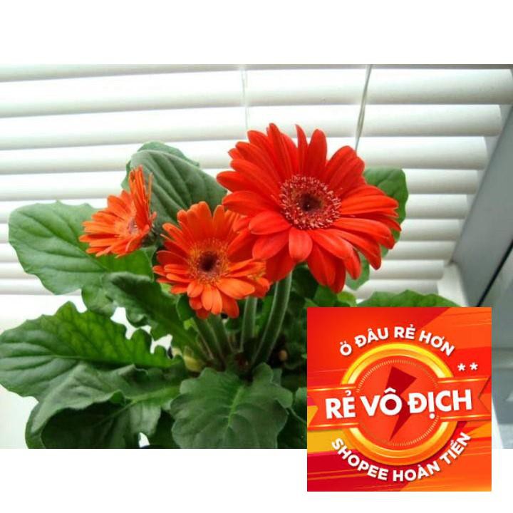 10h hạt giống hoa đồng tiền kép - Mix ( Gerbra ) TRỢ GIÁ