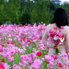 Hạt giống hoa cúc sao nháy nhiều màu - 1 gói 200 hạt
