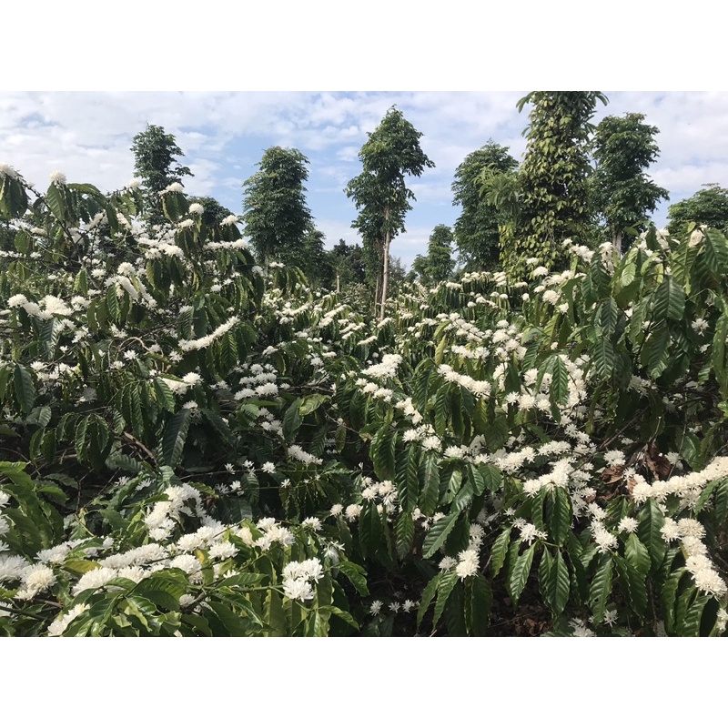 (Trợ giá mùa covid_Đặc sản CưMgar DakLak) 1 lít mật ong hoa cà phê bá lộc cao cấp 100% nguyên chất | BigBuy360 - bigbuy360.vn