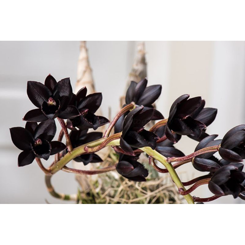 Hoa lan thiên nga size Trung