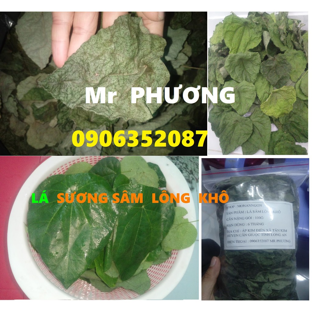 Lá sương sâm lông khô , 100g , có tặng nang mực, gói hút chân không