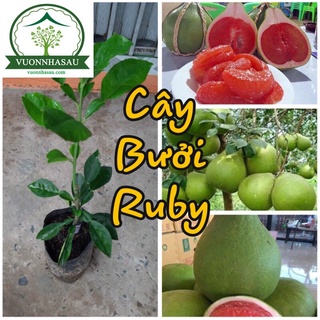 Cây bưởi ruby thái lan