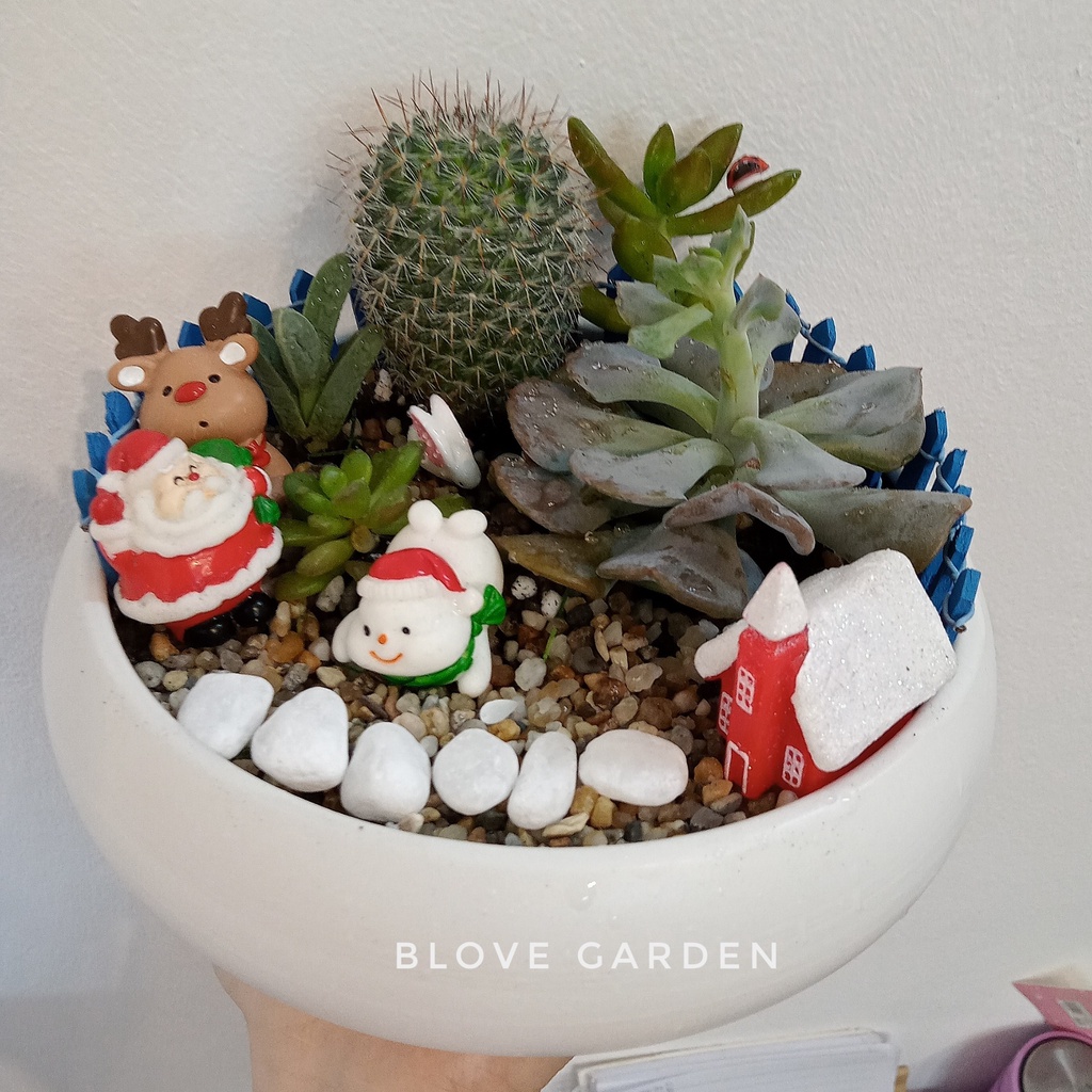 Chậu cây sen đá sương rồng, phối sẵn tiểu cảnh trang trí cực xinh sắn làm quà tặng bạn trai bạn gái crush, đồng nghiệp