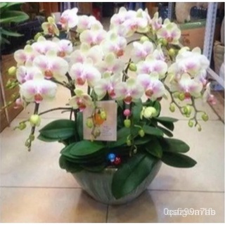 Hạt giống lan Hồ điệp 20h