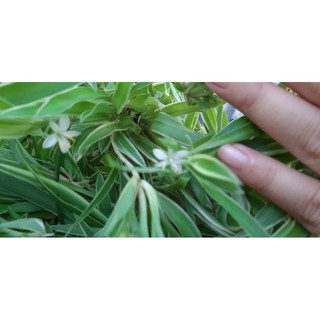 1 cây mạn nhện rễ trần