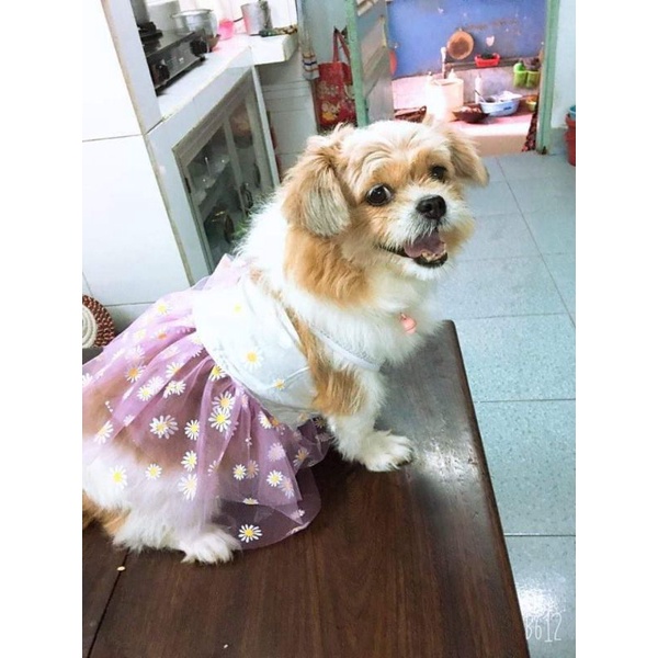 Đầm tết cho chó mèo dễ thương có size nhỏ