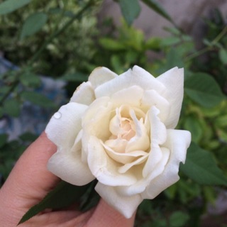 Combo bạch xếp, mon vs điều cổ chỉ 300k