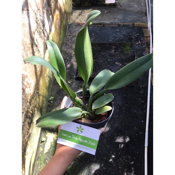 Hoa Lan Cattleya Cây trưởng thành - mặt hoa như hình