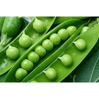 Hạt giống Đậu Hà Lan - Gói 10g