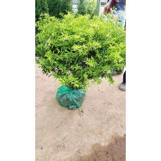 CÂY MAI CHIẾU THỦY