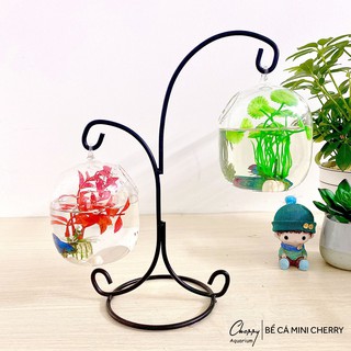 Bể Cá Mini Chữ X - 05 ( Tặng Kèm Phụ Kiện Trang Trí )