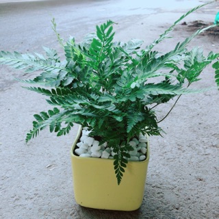 Chậu Cây Dương Sỉ Kiểng