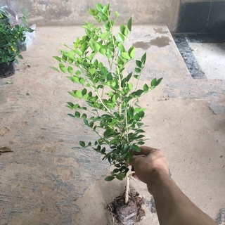[Siêu Rẻ] Cây Nguyệt Quế Trồng Bầu Nhỏ Thân Cao Nhiều Ngọn Dễ Chăm Sóc (Cây Như Hình)
