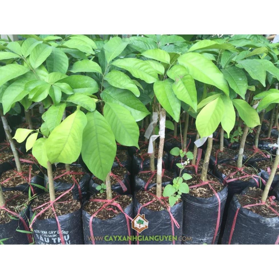 CÂY GIỐNG DÂU DA THÁI