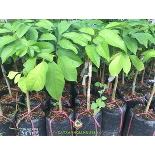 CÂY GIỐNG DÂU DA THÁI (DÂU DA ĐẤT)