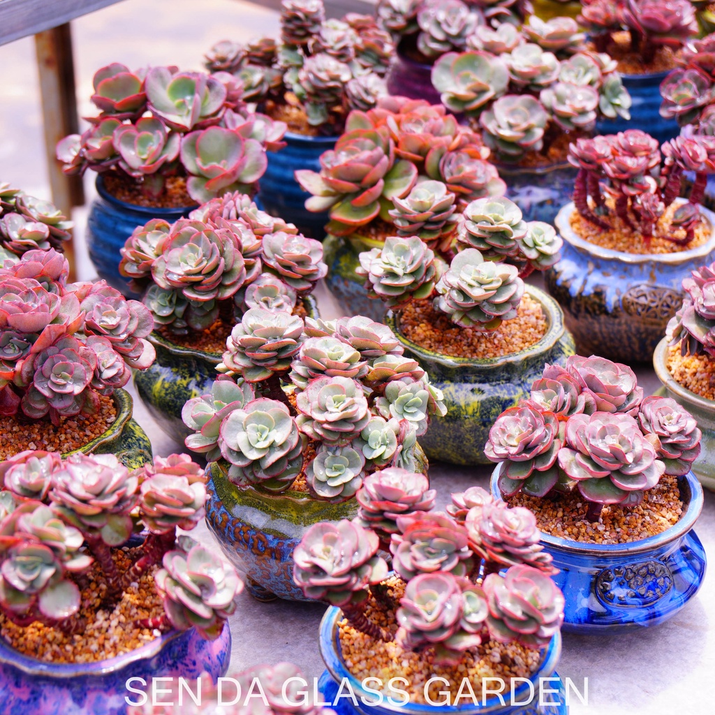 Sen đá Bắp Cải  Suyon Gốc Thụ nhiều đầu, trồng chậu gốm Hàn Quốc - Bao Khỏe- Thuần khí hậu Đà Lạt - Lỗi 1 đổi 1