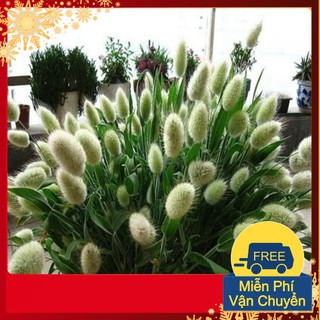 Hạt Giống Cỏ Đuôi Thỏ