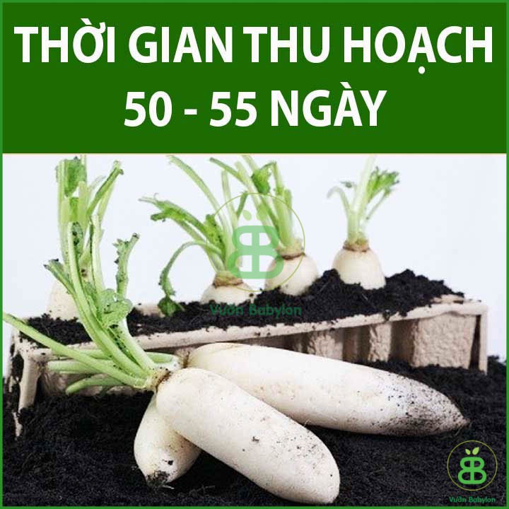 Hạt Giống Củ Cải Trắng 20Gr Củ To, Năng Suất Cao